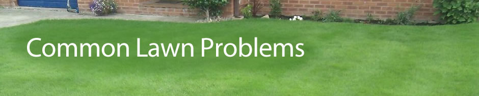 banner_lawn-problems