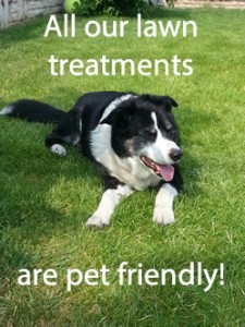 Pet friendly lawn treatments